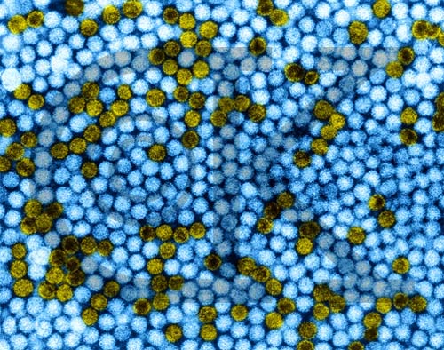 �����Sή����