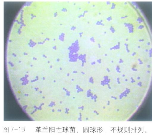 ���Sɫ�������