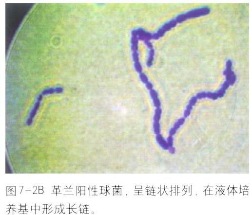 ��ē������