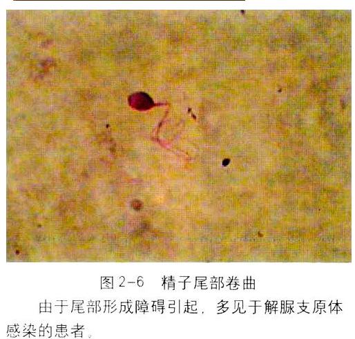 ��Һ�D�V������β������